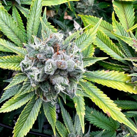 Mega Buds growlog timeline photo