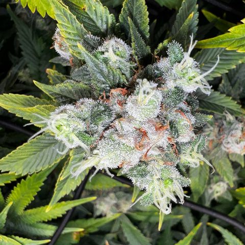 Mega Buds growlog timeline photo