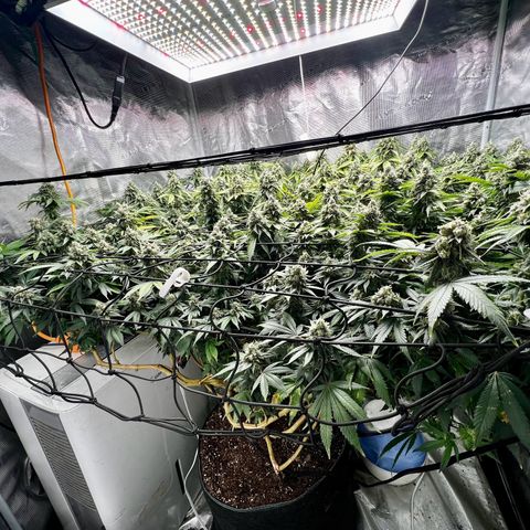 Bubba Kush growlog timeline photo