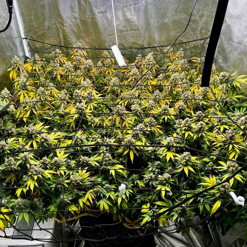 Mega Buds growlog timeline photo