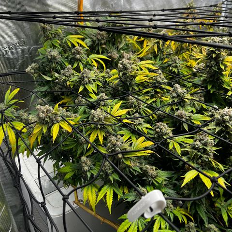 Mega Buds growlog timeline photo
