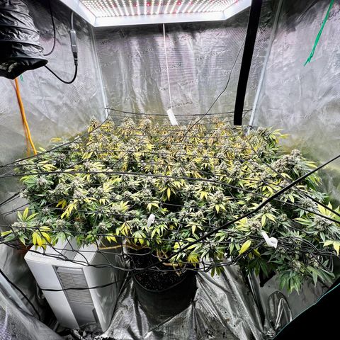 Mega Buds growlog timeline photo