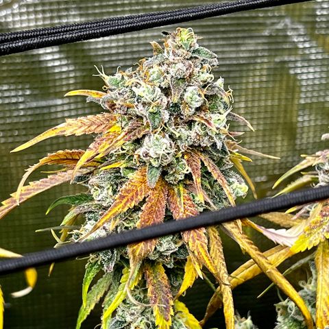 Mega Buds growlog timeline photo