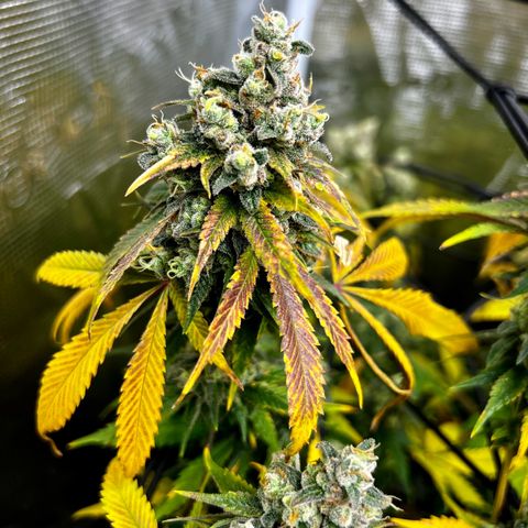 Mega Buds growlog timeline photo