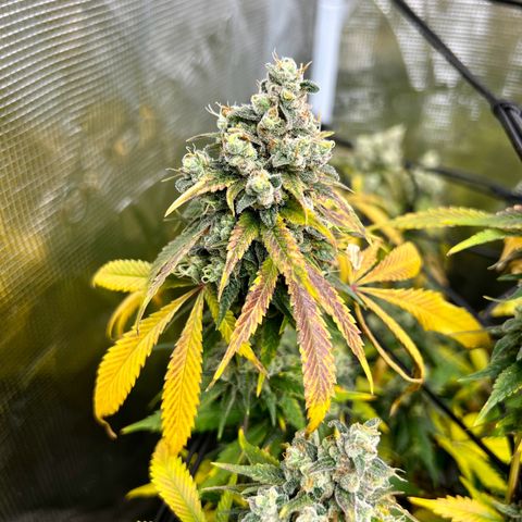 Mega Buds growlog timeline photo