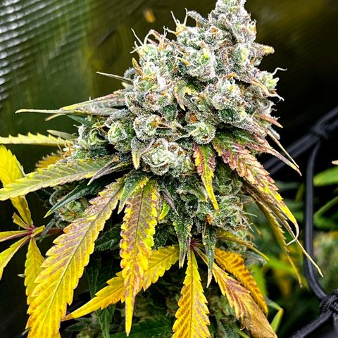 Mega Buds growlog timeline photo