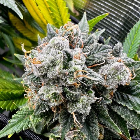 Mega Buds growlog timeline photo