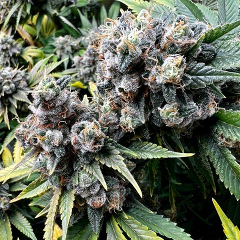 Mega Buds growlog timeline photo