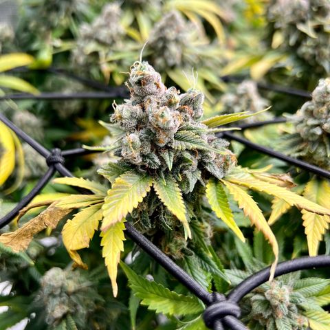 Mega Buds growlog timeline photo