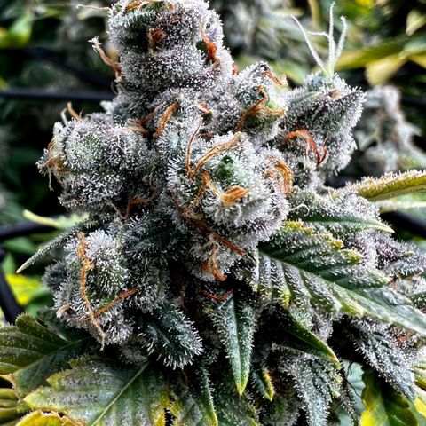 Mega Buds growlog timeline photo