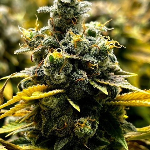 Mega Buds growlog timeline photo
