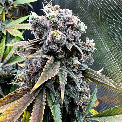 Mega Buds growlog timeline photo