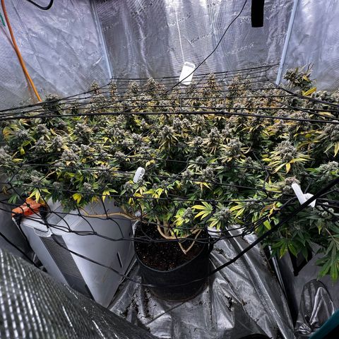 Mega Buds growlog timeline photo