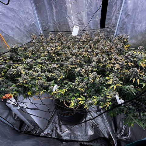 Mega Buds growlog timeline photo