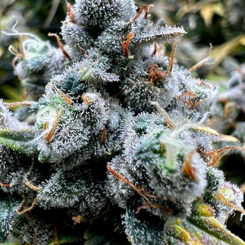 Mega Buds growlog timeline photo
