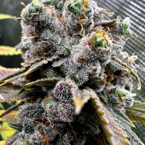 Mega Buds growlog timeline photo