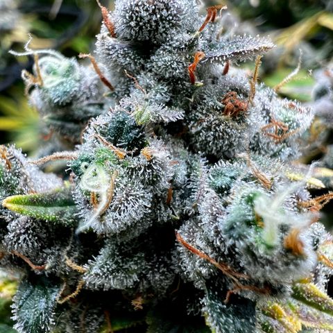 Mega Buds growlog timeline photo