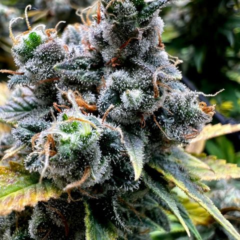 Mega Buds growlog timeline photo