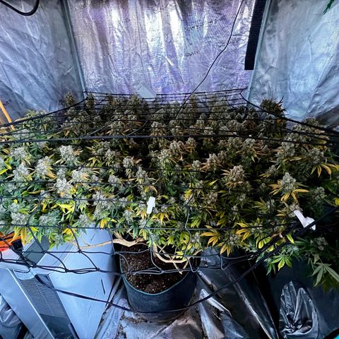 Mega Buds growlog timeline photo