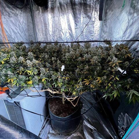 Mega Buds growlog timeline photo