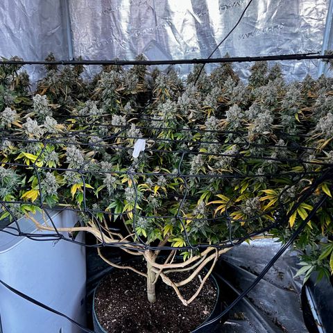 Mega Buds growlog timeline photo