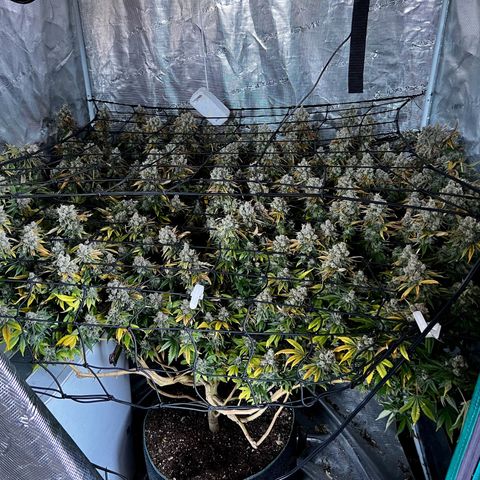 Mega Buds growlog timeline photo