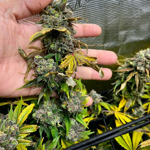 Mega Buds growlog timeline photo