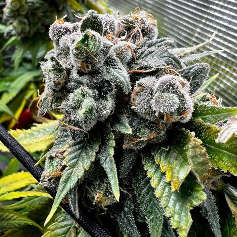 Mega Buds growlog timeline photo
