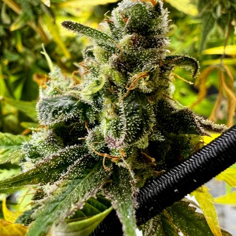 Mega Buds growlog timeline photo