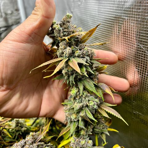 Mega Buds growlog timeline photo