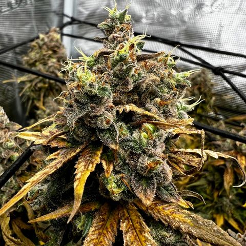 Mega Buds growlog timeline photo
