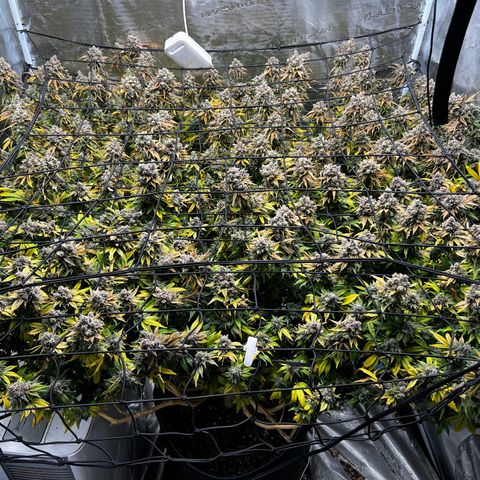 Mega Buds growlog timeline photo