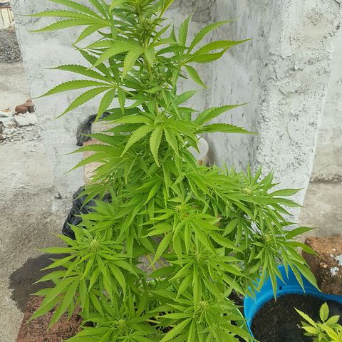 Ak-47 kush growlog photo: Fotos del dia para tener registro de como va la planta en aspecto completo y vista a detalle en los cogollos de los brazos y del principal, en este caso el cogollo principal aun es mas pequeño que algunos brazos secundarios de la planta.