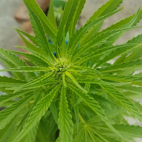 Ak-47 kush growlog photo: Fotos del dia para tener registro de como va la planta en aspecto completo y vista a detalle en los cogollos de los brazos y del principal, en este caso el cogollo principal aun es mas pequeño que algunos brazos secundarios de la planta.
