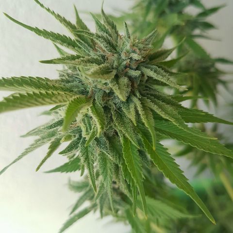 Ak-47 kush growlog photo: Fotos para tener una noción de como se ha desarrollado hasta el dia de hoy. Son fotos de planta completa y de las flores mas desarrolladas.