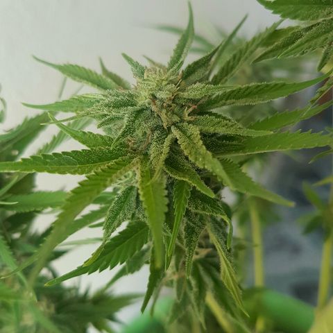 Ak-47 kush growlog photo: Fotos para tener una noción de como se ha desarrollado hasta el dia de hoy. Son fotos de planta completa y de las flores mas desarrolladas.