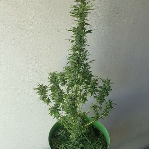 Ak-47 kush growlog photo: Fotos para tener una noción de como se ha desarrollado hasta el dia de hoy. Son fotos de planta completa y de las flores mas desarrolladas.