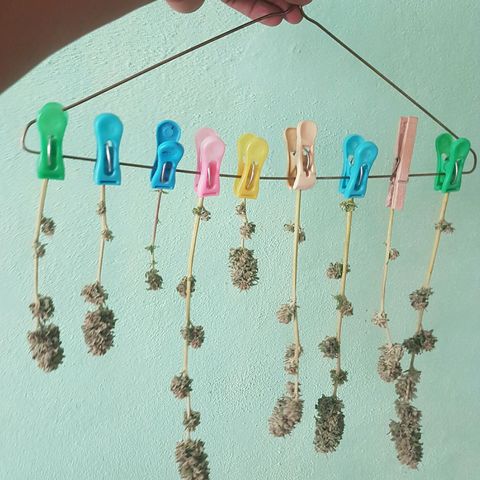 Ak-47 kush growlog photo: Primer cosecha parcial, 9 brazos, 4 grandes, 3 medianos y 2 pequeños.