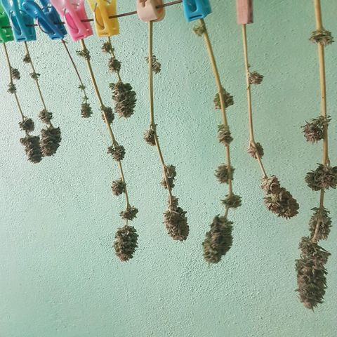 Ak-47 kush growlog photo: Primer cosecha parcial, 9 brazos, 4 grandes, 3 medianos y 2 pequeños.