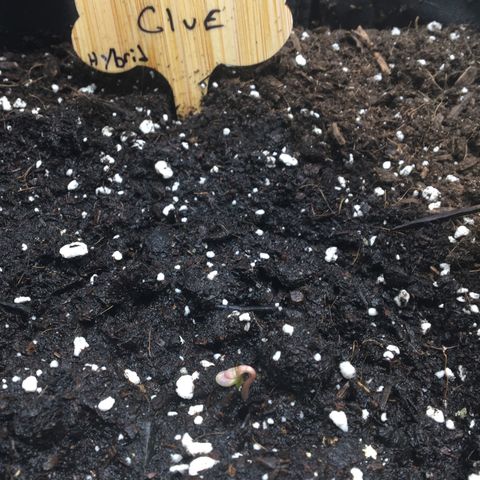 Gorilla Glue Auto growlog photo: 0730 hrs. Seed Germination!!! 