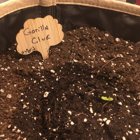 Gorilla Glue Auto growlog photo: 12:00 noon
