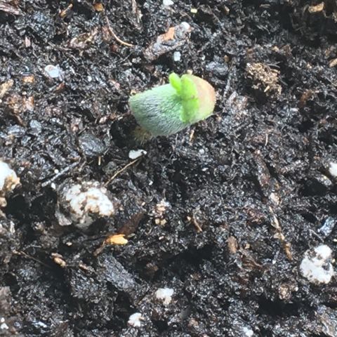 Auto Bruce Banner #3 growlog timeline photo