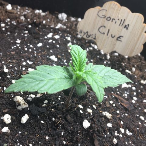 Gorilla Glue Auto growlog photo: Still in seedling mode. Almost time to switch!!