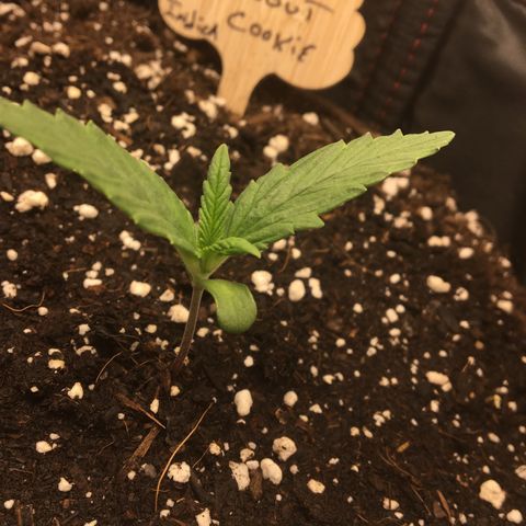 Girl Scout Cookies Auto growlog photo: Still in seedling mode. Soon we graduate!! 