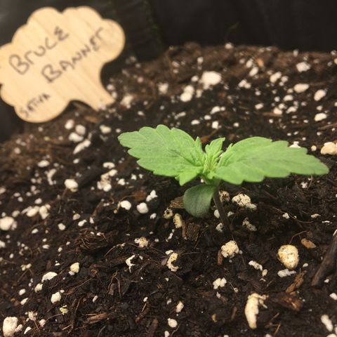 Auto Bruce Banner #3 growlog photo: The last of the three developmentally.  Still in seedling mode. Not quite ready yet.