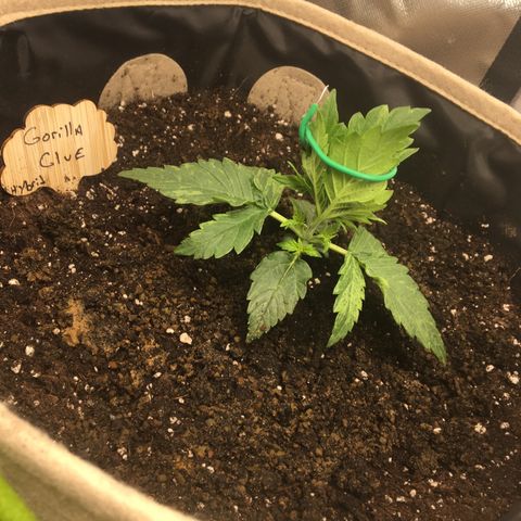Gorilla Glue Auto growlog photo: LST begins