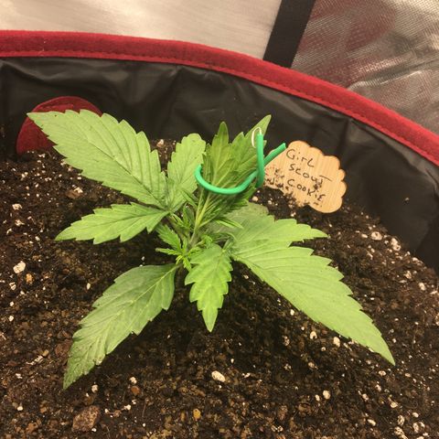 Girl Scout Cookies Auto growlog photo: LST begins