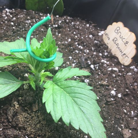 Auto Bruce Banner #3 growlog photo: LST day one