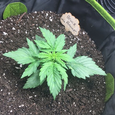 Auto Bruce Banner #3 growlog timeline photo