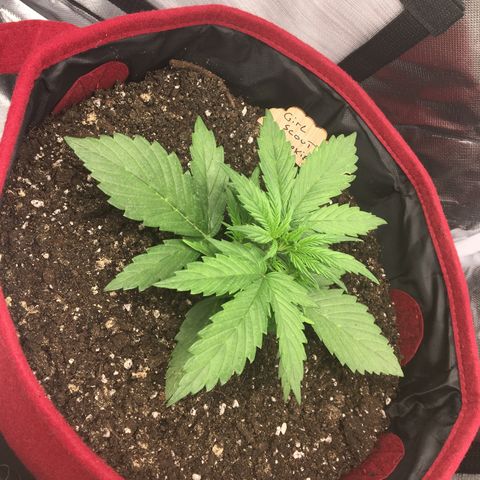 Girl Scout Cookies Auto growlog timeline photo